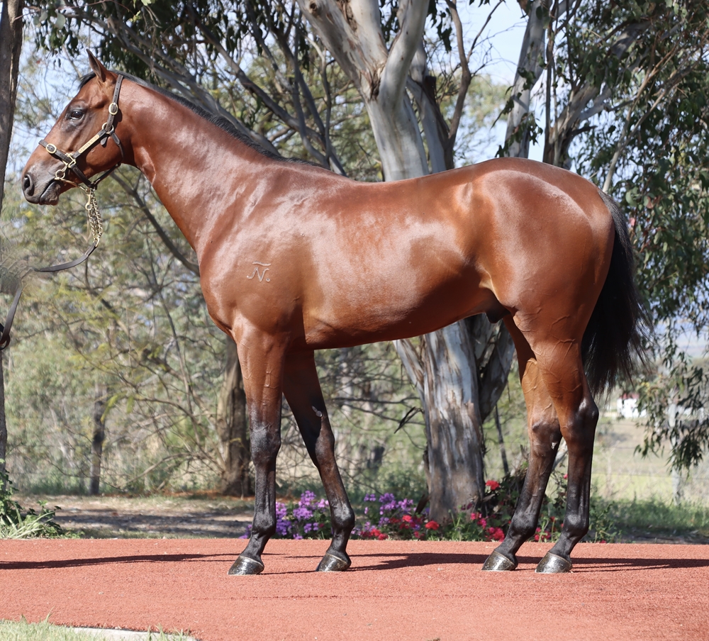 Prague (AUS) / Domitilla (AUS) 2023 Colt - Image 1