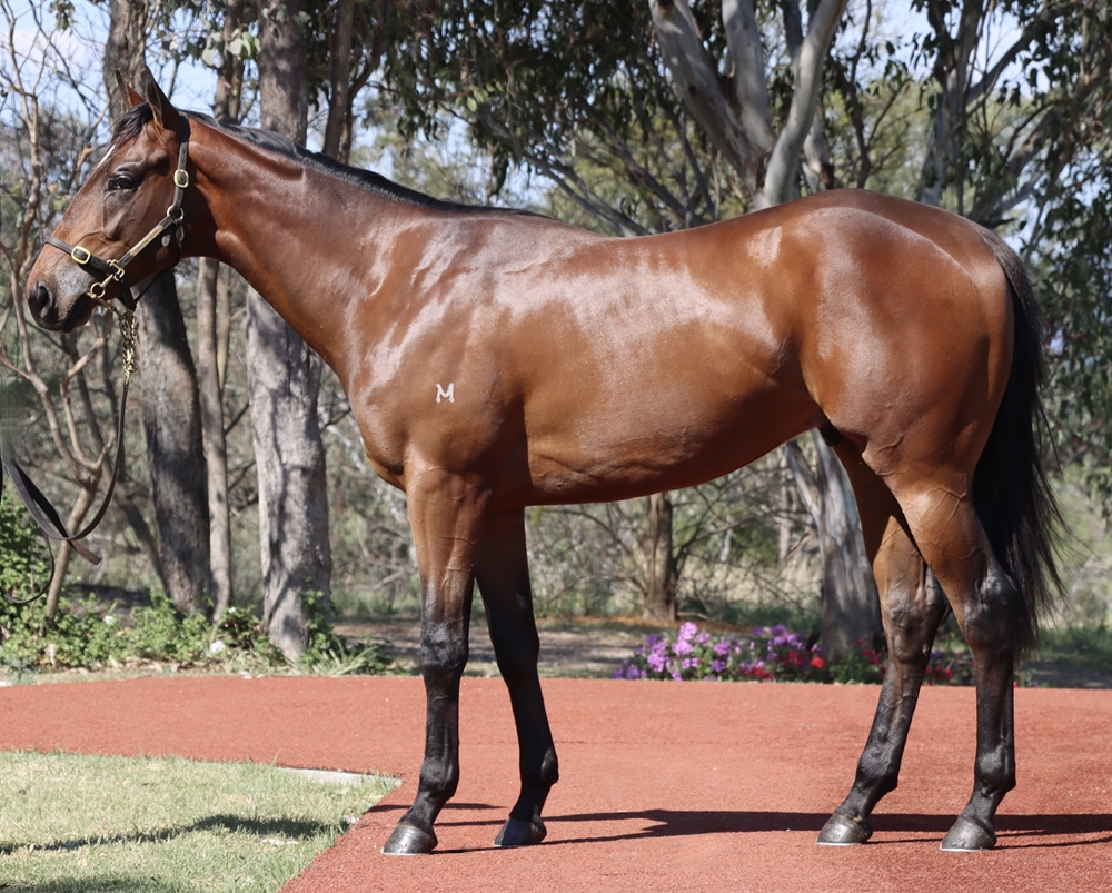 Jonker (AUS) / Hot in Paris (AUS) 2023 Colt - Image 1