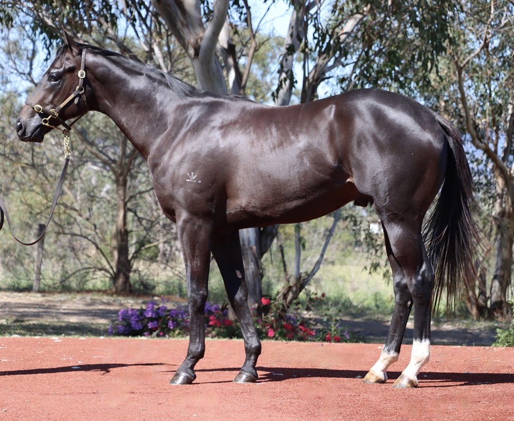 Barbaric (AUS) / Miss Rhapsody (AUS) 2023 Colt - Image 1