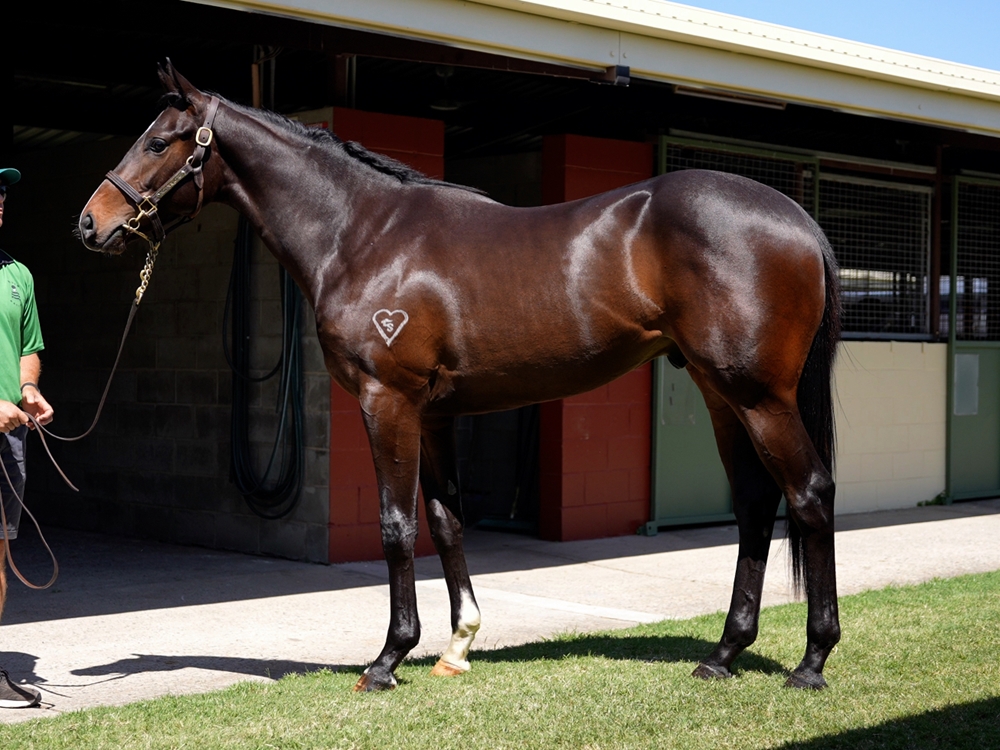 Hellbent (AUS) / Memento (AUS) 2023 Colt - Image 1