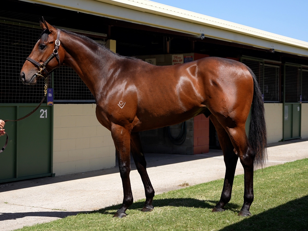Tiger of Malay (AUS) / I Spy (AUS) 2023 Colt - Image 1