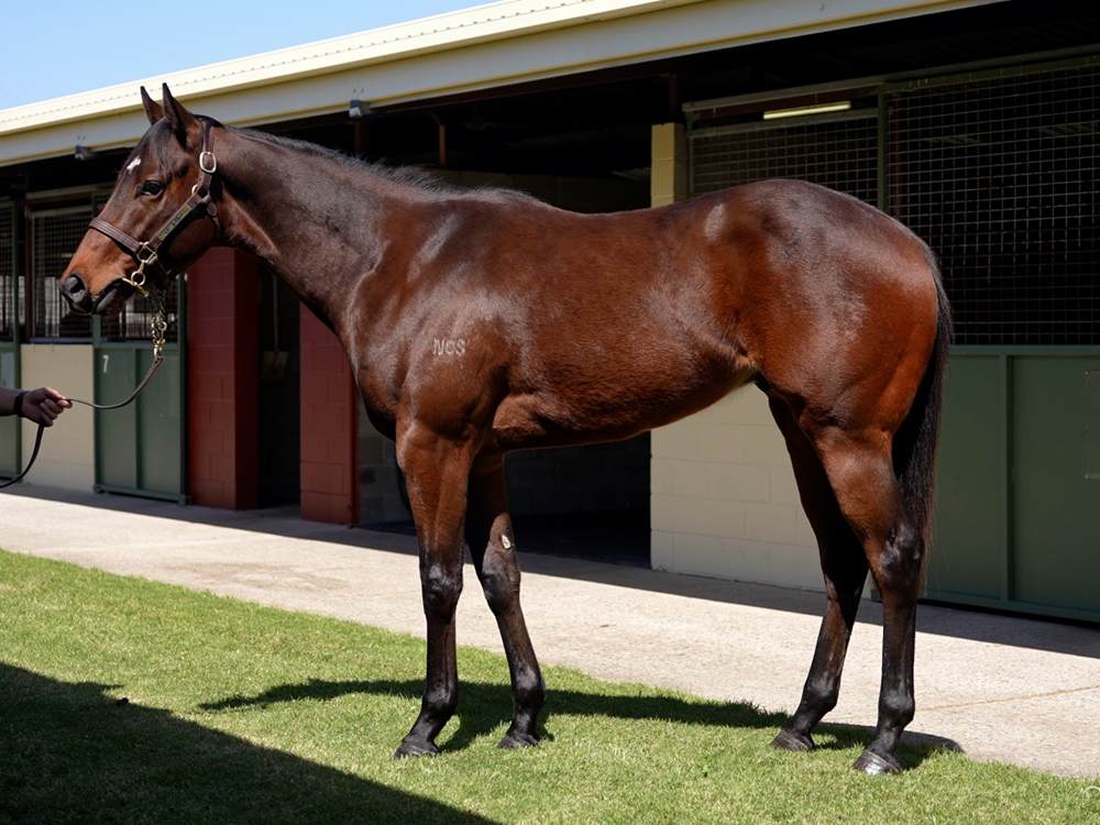 Castelvecchio (AUS) / Arleigh (AUS) 2023 Colt - Image 1