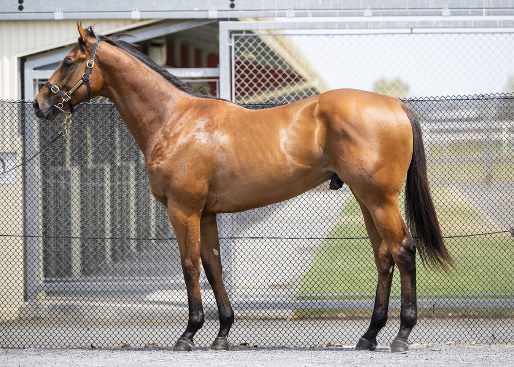 Hellbent (AUS) / Sognani (AUS) 2023 Colt - Image 1