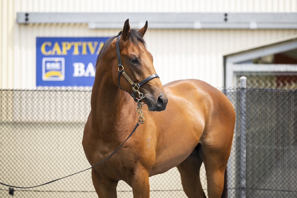 Hellbent (AUS) / Sognani (AUS) 2023 Colt - Image 2