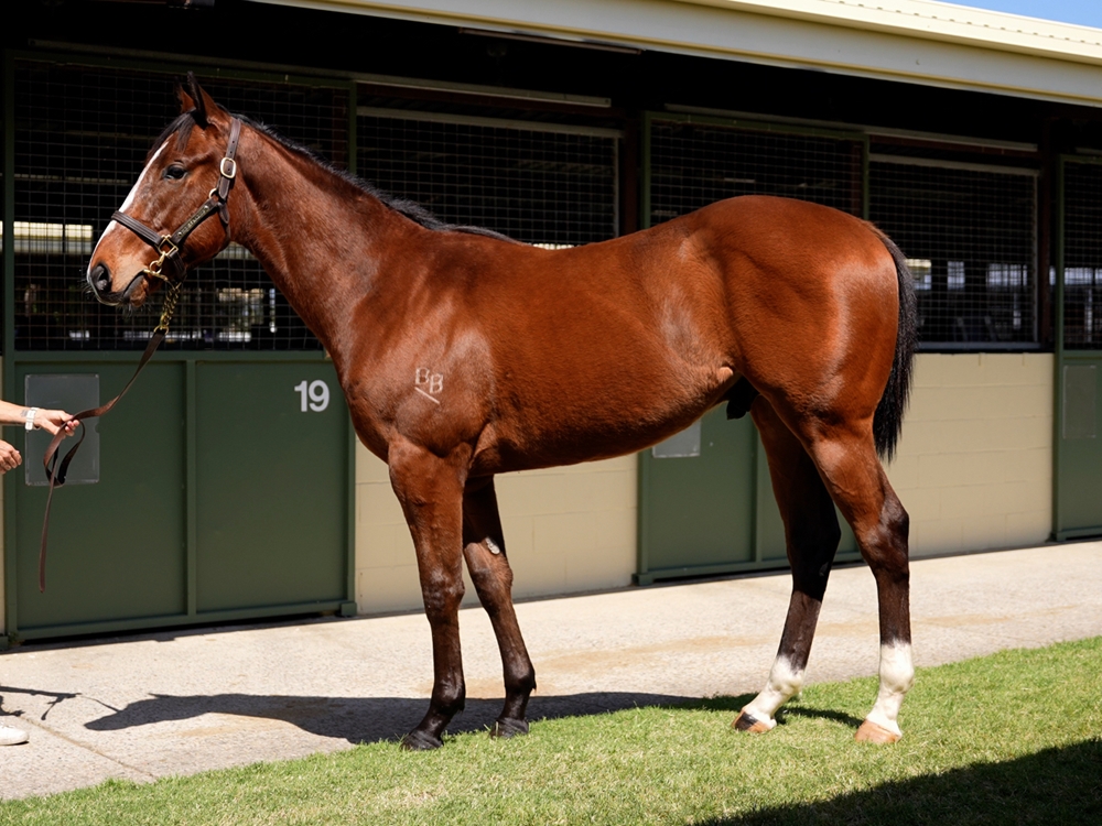Harry Angel (IRE) / Eventide (AUS) 2023 Colt - Image 1