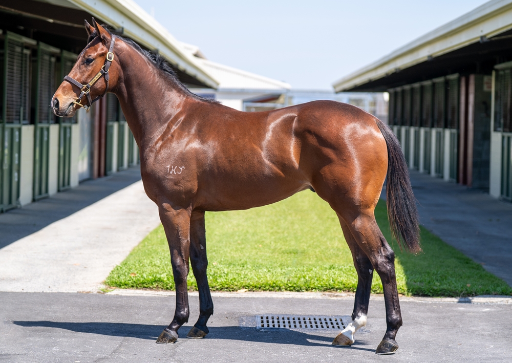 Exosphere (AUS) / Lockdown Lady (AUS) 2023 Colt - Image 1