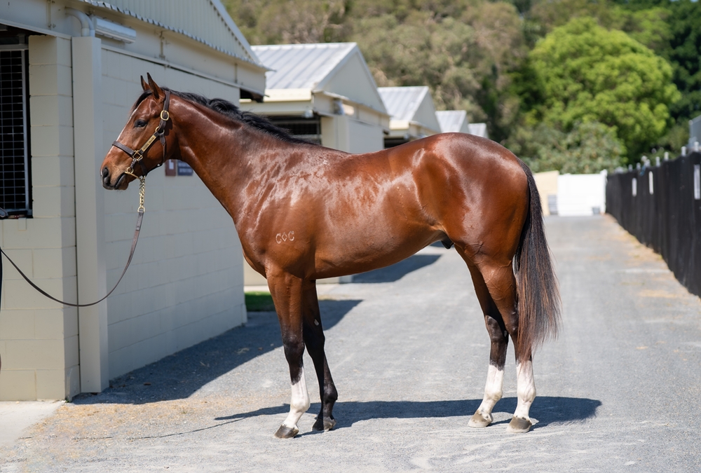 Hellbent (AUS) / Te Amo (AUS) 2023 Colt - Image 1