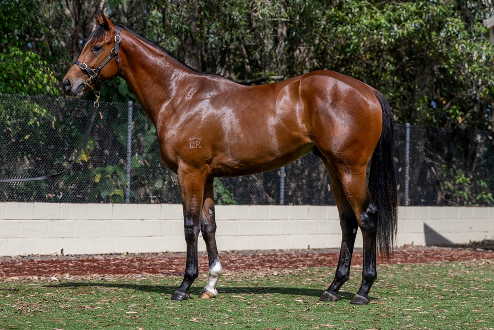 Hellbent (AUS) / Top Hana (IRE) 2023 Colt - Image 1