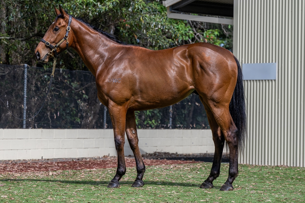 Sun City (AUS) / Balmoral Baby (AUS) 2023 Colt - Image 1