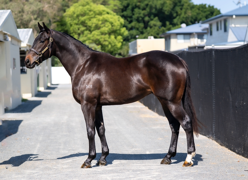 Exosphere (AUS) / Treasure Gallery (AUS) 2023 Colt - Image 1