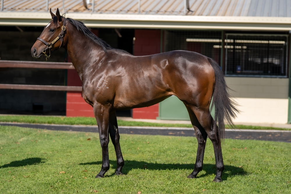 Pierata (AUS) / Cochimi Rose (AUS) 2023 Filly - Image 1