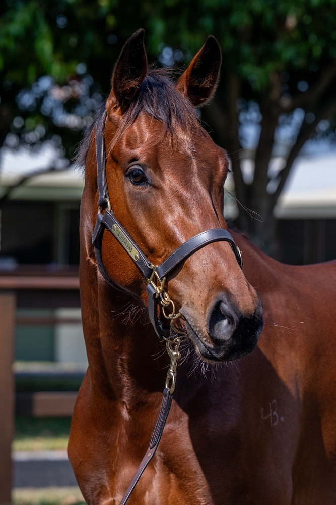 Invader (AUS) / Party (AUS) 2022 G - Image 2