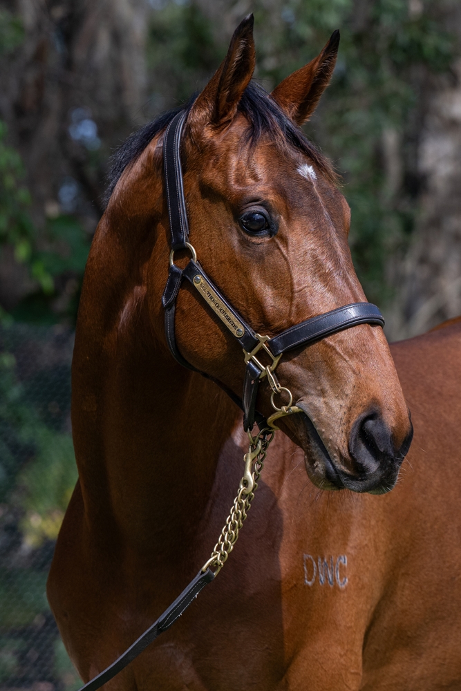 Sun City (AUS) / Balmoral Baby (AUS) 2023 Colt - Image 1