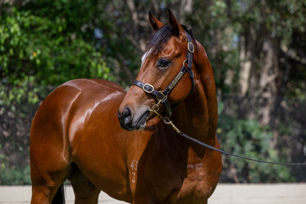 Hellbent (AUS) / Top Hana (IRE) 2023 Colt - Image 1