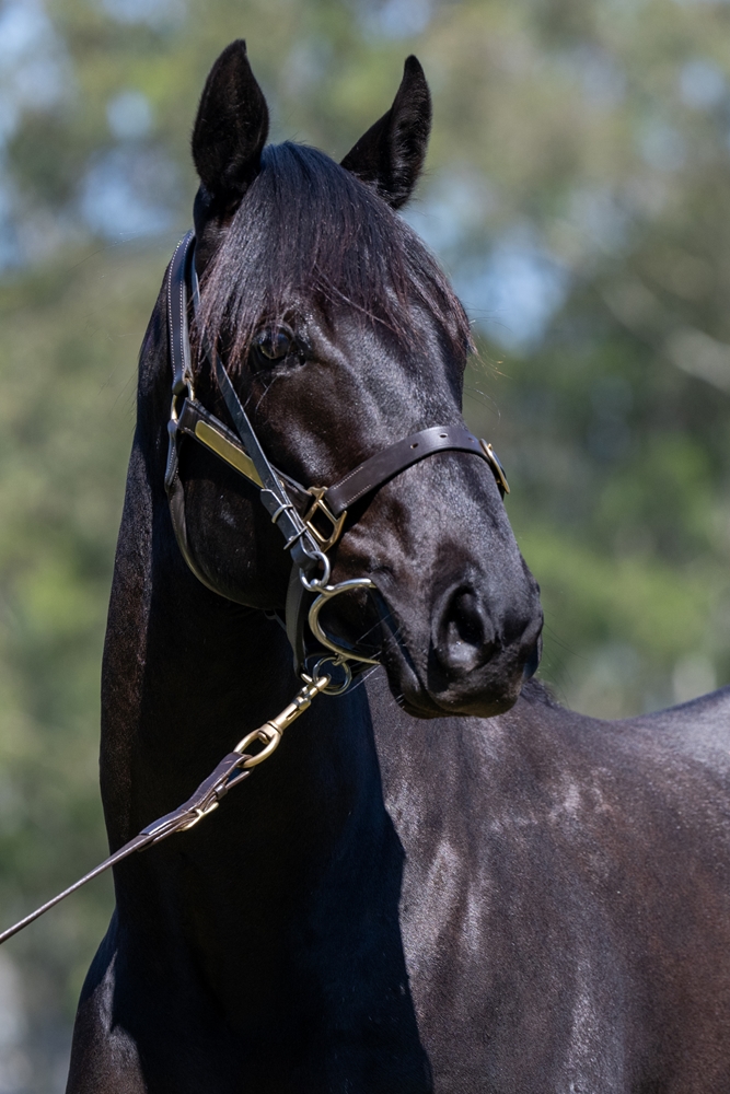 Encryption (AUS) / Saddles Bar (AUS) 2023 G - Image 1