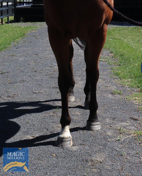 zrinski.jpg - Image 3