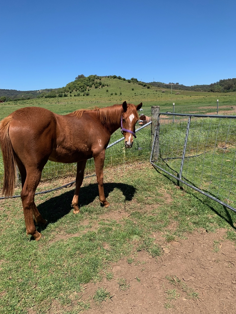 Anders (AUS) / My Cherie (AUS) 2024 Filly - Image 1