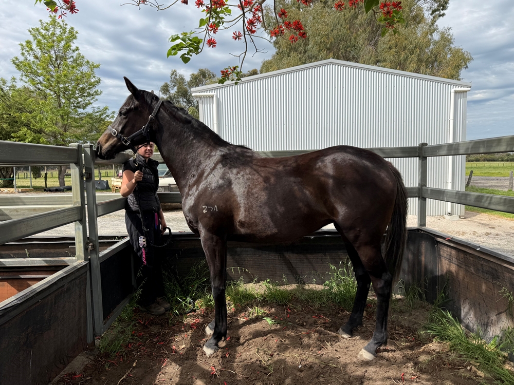 Maschino (AUS) / Tiara Mak (AUS) 2023 Filly - Image 1