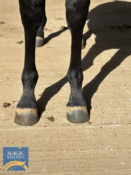 D`Argento x Indalama Filly 28 Aug 24 feet.jpg - Image 1