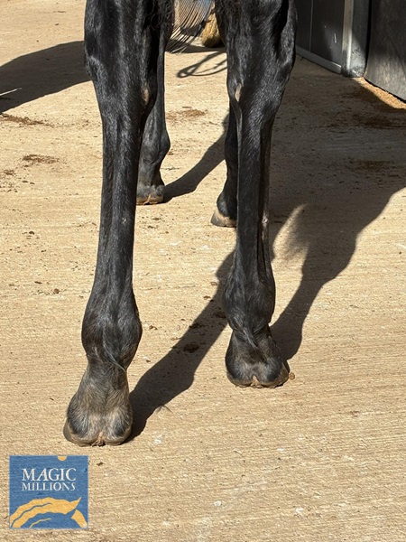 D`Argento x Indalama Filly 28 Aug 24 Rear.jpg - Image 4