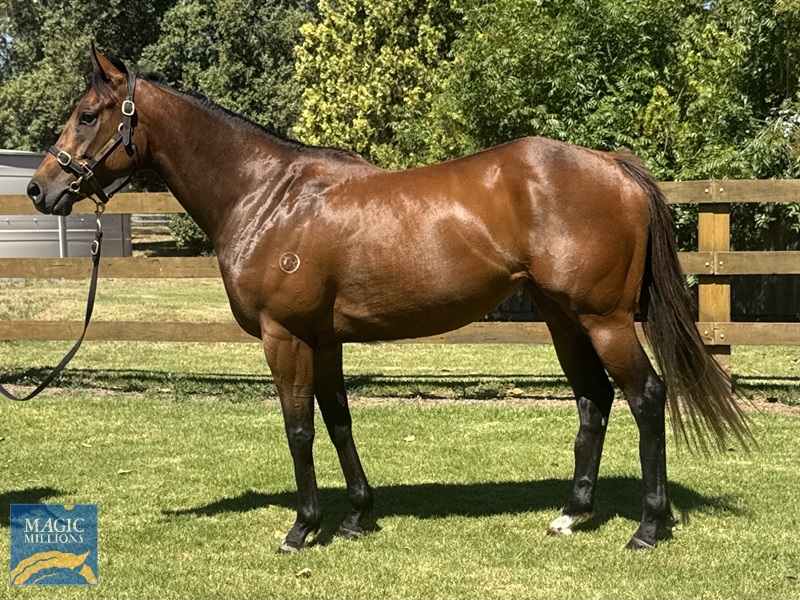 Valetudo - Conformation Shot.jpg - Image 1