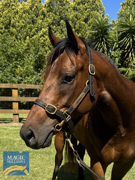 Valetudo - Head Shot.jpg - Image 2