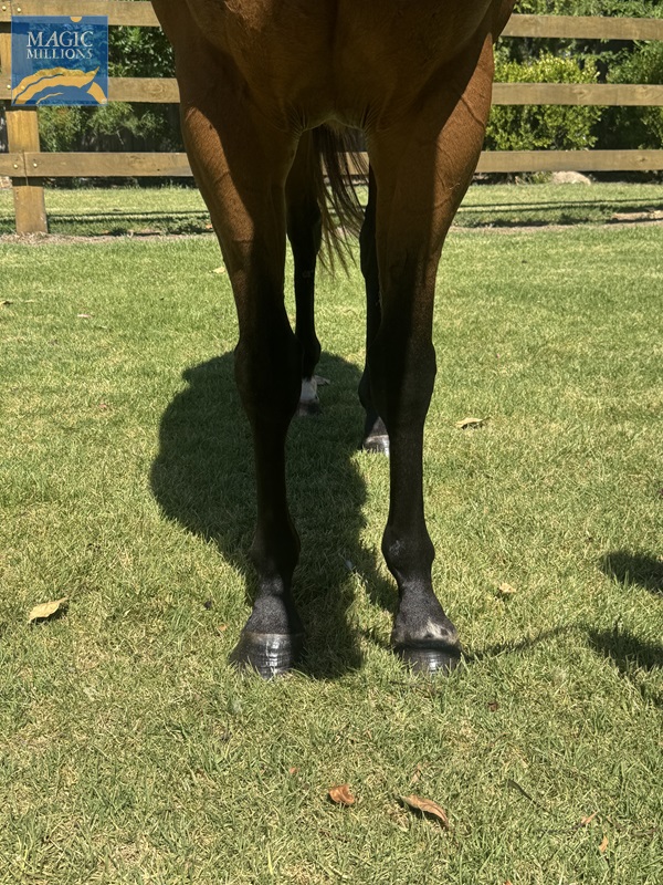 Valetudo - Front Legs.jpg - Image 3