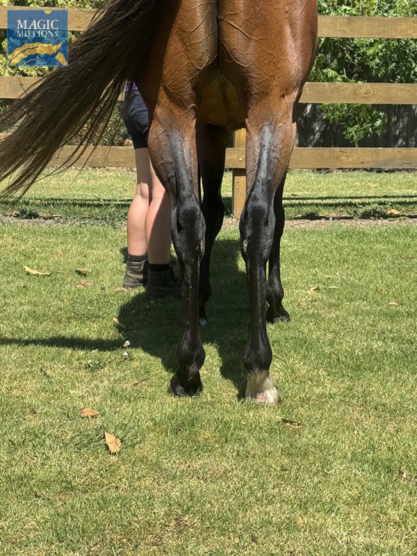 Valetudo - Back Legs.jpg - Image 4