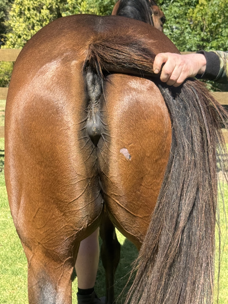 Valetudo (GB) - Image 1