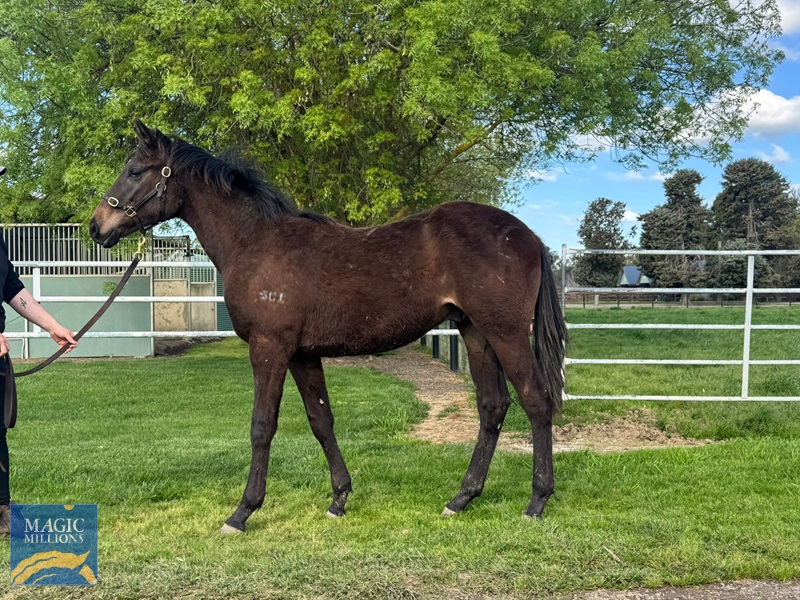 Savvy Shields 24.jpg - Image 1