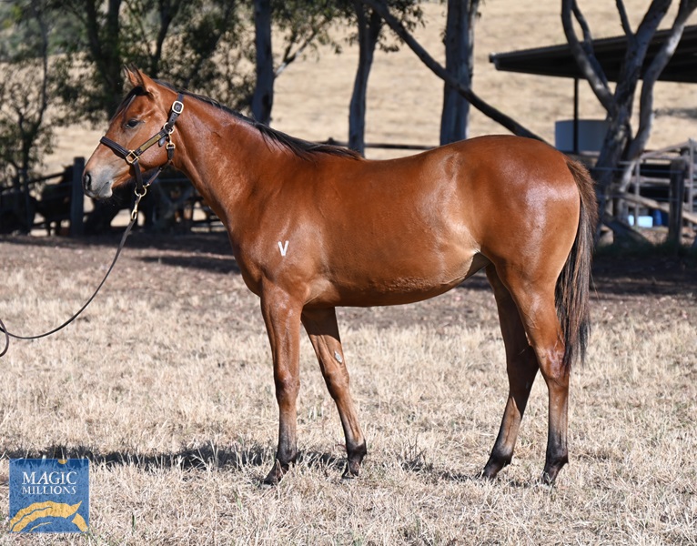 Sonnet Star 24 x All Too Hard - standing.jpg - Image 1