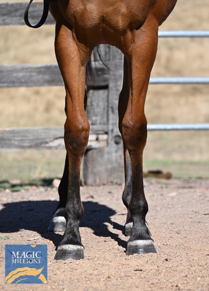 Sonnet Star 24 x All Too Hard - fronts.jpg - Image 3