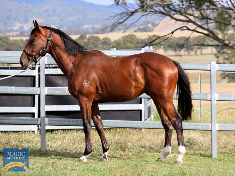 Ozzy - 14112025.jpg - Image 1