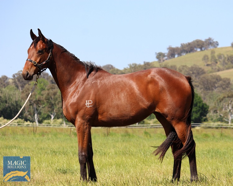 Rebel Tigress 20-oct-25.jpg - Image 1