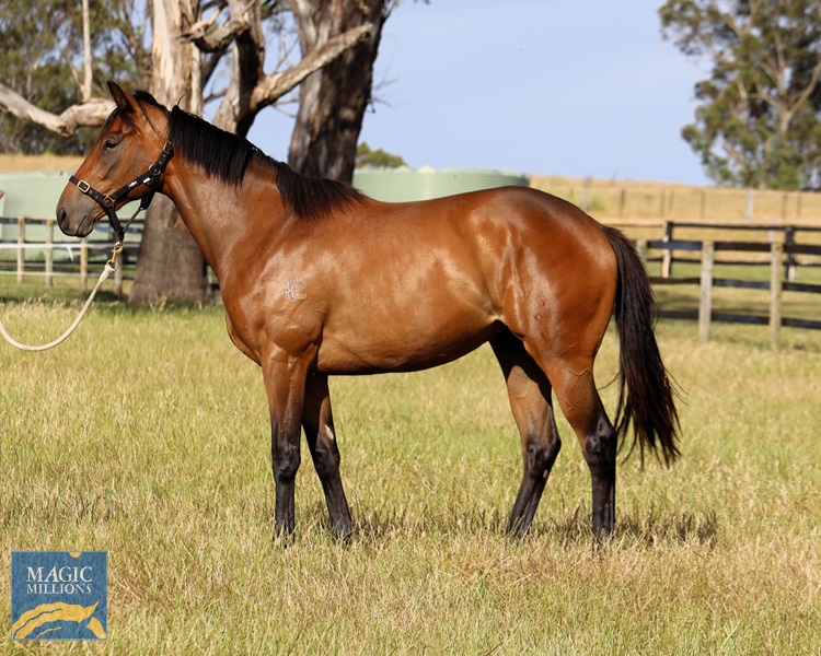 Pacific Diamond 14112025-2.jpg - Image 1