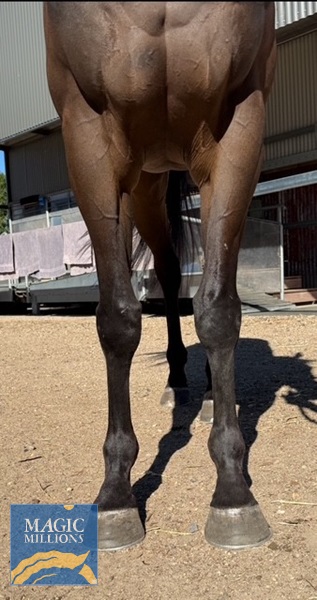 Stormy Capital front.jpg - Image 2