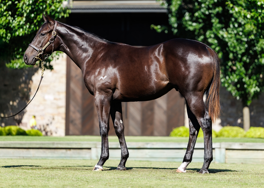 Too Darn Hot (GB) / Josdesanimaux (USA) 2024 Colt - Image 1