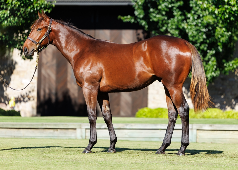 Rebel Dane (AUS) / Spirit Medium (AUS) 2024 Colt - Image 1