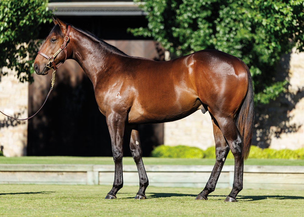 Wild Ruler (AUS) / Tarabai (AUS) 2024 Colt - Image 1