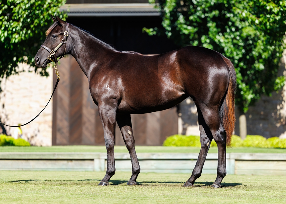 Capitalist (AUS) / Tatcee (AUS) 2024 Filly - Image 1