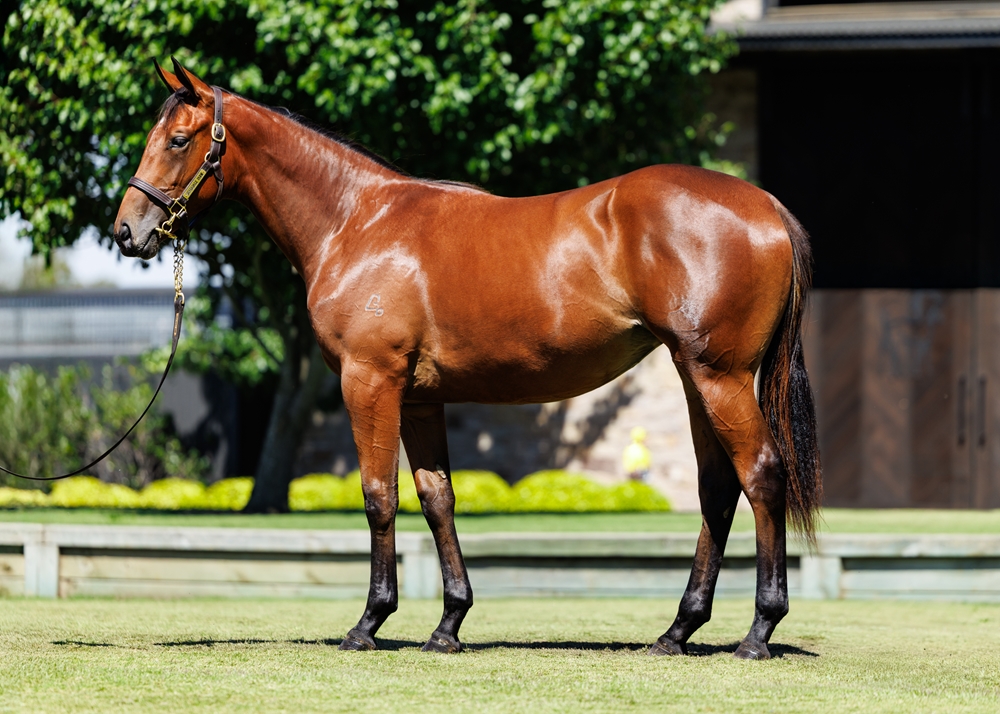 Rebel Dane (AUS) / Thunder Beauty (IRE) 2024 Filly - Image 1