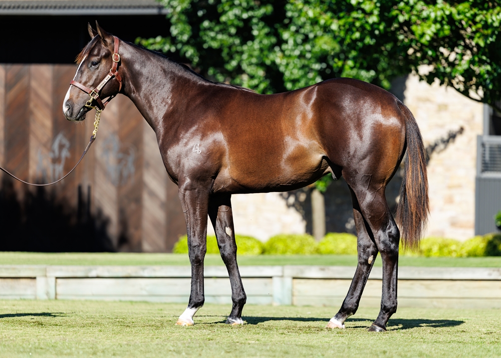 Ole Kirk (AUS) / Zestily (AUS) 2024 Colt - Image 1
