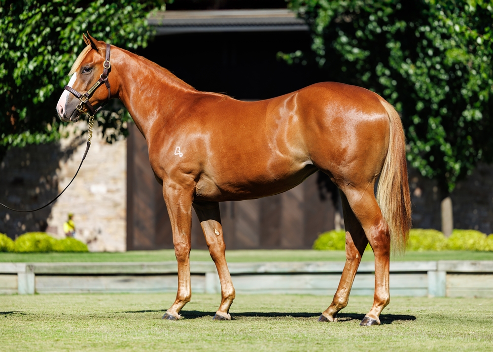 Snitzel (AUS) / Zighy Bay (USA) 2024 Filly - Image 1