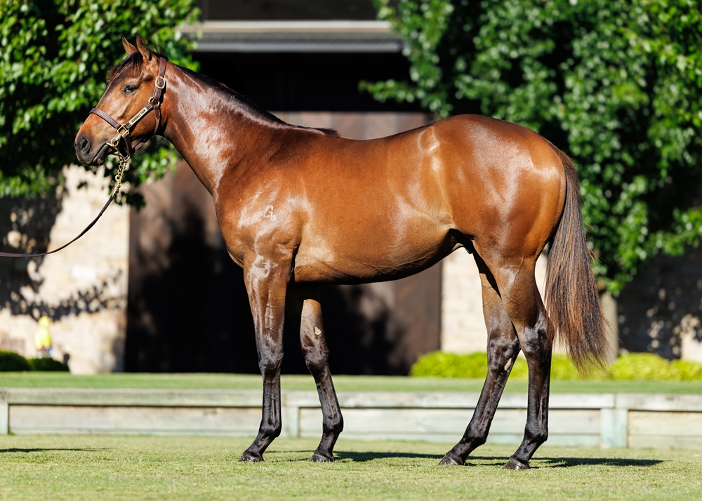 I Am Invincible (AUS) / Alassio (AUS) 2024 Colt - Image 1
