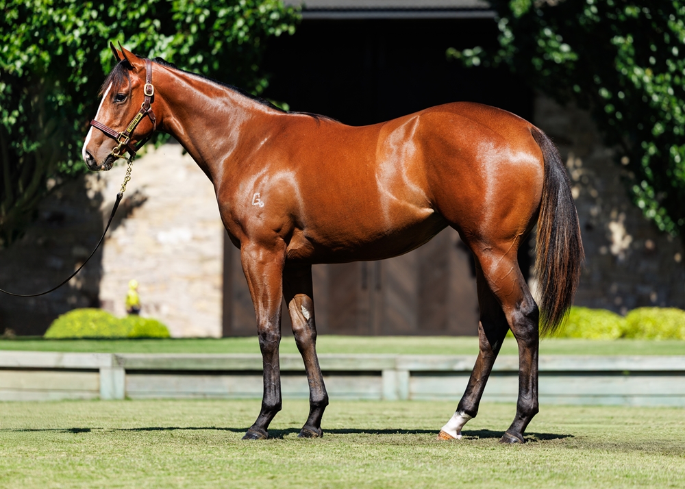 Justify (USA) / Bella Rosa (AUS) 2024 Filly - Image 1