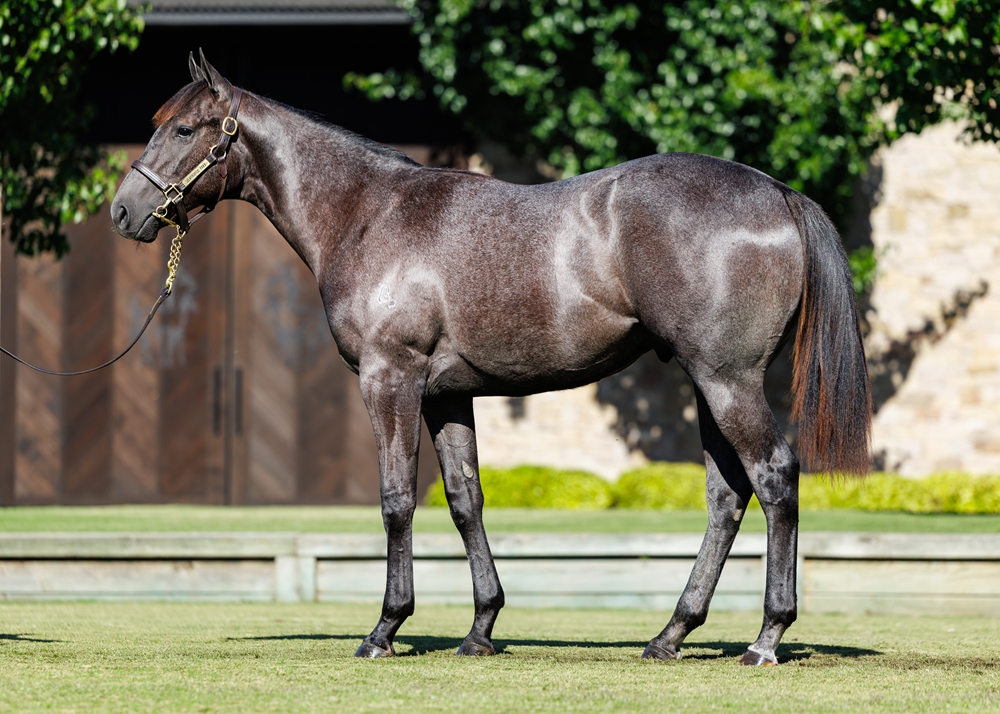 Maurice (JPN) / Boomnova (AUS) 2024 Colt - Image 1