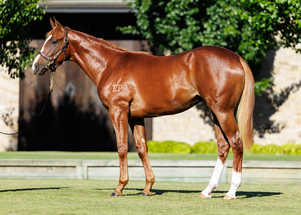 Trapeze Artist (AUS) / Chateau Griffo (AUS) 2024 Colt - Image 1