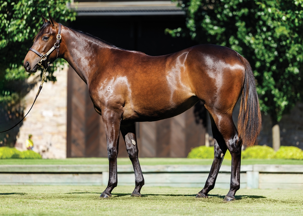 Snitzel (AUS) / Intrepidacious (AUS) 2024 Filly - Image 1