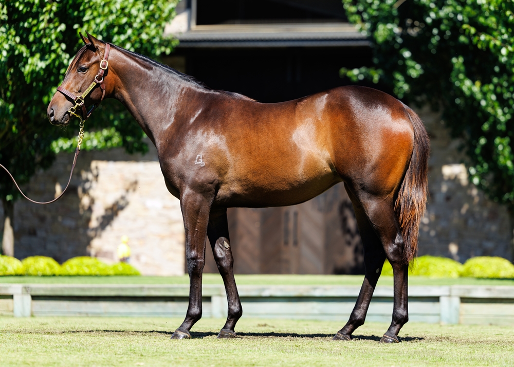 Artorius (AUS) / Lipizzan (AUS) 2024 Filly - Image 1