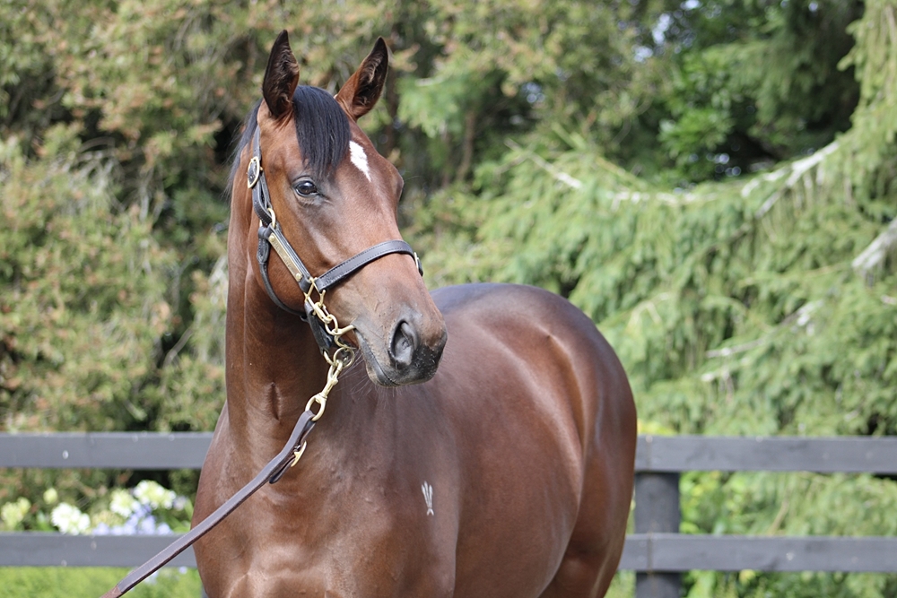 Sword of State (AUS) / Goldiluva (NZ) 2024 Filly - Image 2